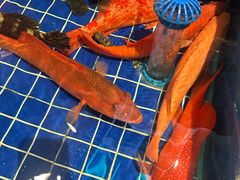 -望海湾海鲜楼·海鲜(河南路店)