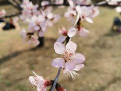 景点-朝阳公园