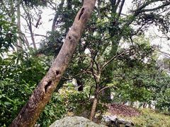 -秋霞圃