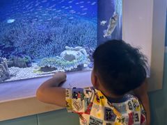 -芜湖新华联大白鲸海洋公园