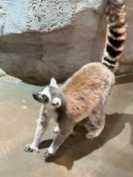 点击看大图 -Zoolung Zoolung动物主题公园(海信广场店)