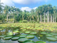 -中国科学院西双版纳热带植物园