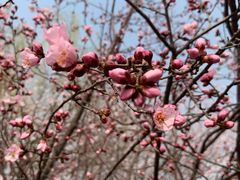 -桃花堤公园