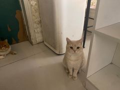 -平行世界·猫咖(首经贸店)