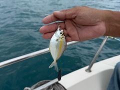 -小猫钓鱼海钓俱乐部(椰梦长廊店)