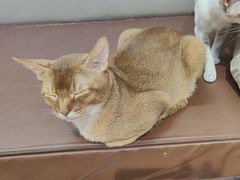-MOCHA明星猫咖(田子坊店)
