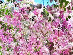 -深圳国际园林花卉博览园