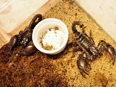 -青石桥花鸟鱼虫市场(叠翠城店)