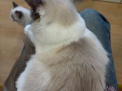 -有喵·猫咖·狗咖·30几只猫10只小狗(岗厦店)
