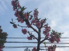 -桃花岛景观公园