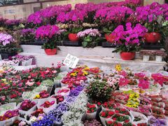 -朝来春花卉市场