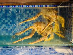 -浩运海鲜·16年专注青岛菜(石老人店)