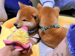 -逗柴咖啡屋·狗咖猫咖宠物桌游