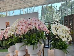 -上海鲜花港