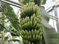 -呀路古热带植物园