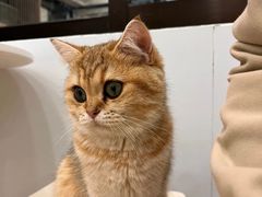 -有喵·猫咖·狗咖·30几只猫10只小狗(岗厦店)