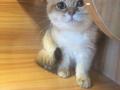 -猫十亿·布偶金渐层·曼基康矮脚猫舍(青年路店)