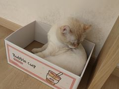 -猫腻·猫咖·撸猫馆(星光大道店)