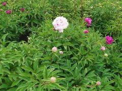 -长春公园(普阳街道)