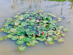 -武汉紫薇都市田园