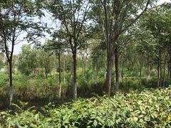 -西青郊野公园