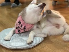 -Husky Go! 哈士奇体验馆·宠物咖啡厅狗咖