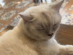 -猫猫幼稚园·撸猫·桌游·电玩
