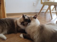 米粉-猫小主咖啡·猫咖cat cafe(福田店)