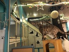 -猫小院猫主题咖啡厅(北锣店)