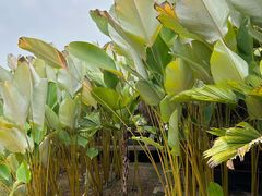 -中国科学院西双版纳热带植物园