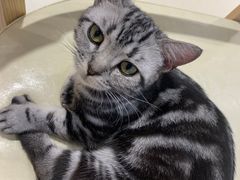 -藏猫猫咖啡主题馆(中央大道店)