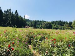 -武陵山森林公园