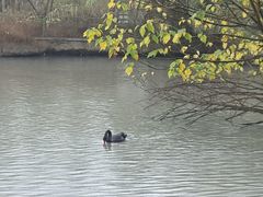 飞禽馆黑天鹅-溱湖国家湿地公园