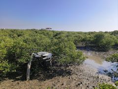 -北海金海湾红树林生态旅游区