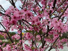 -天适樱花悠乐园