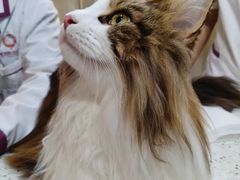 -宠爱国际动物医院·消化内科·心肾内科·ISFM猫友好(望京店)