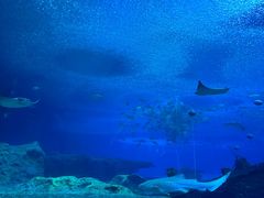 -珠海长隆海洋王国