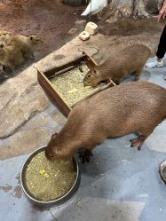 -Zoolung Zoolung动物主题公园(海信广场店)