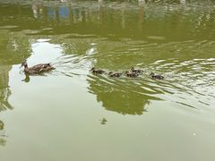 -团结湖公园