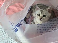 -东莞宠友24H宠物中心医院·转诊夜诊·异宠(新河北路院)