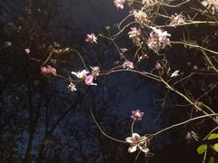 -攀枝花公园