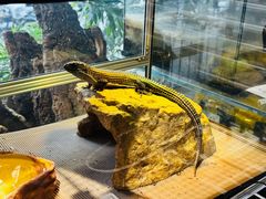-酷以爬仙阁实体爬宠店·守宫·蜥蜴·专业繁育