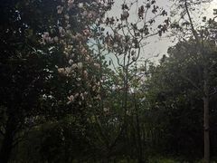 -上海吴淞炮台湾国家湿地公园