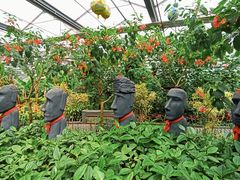 -南宫五洲植物乐园