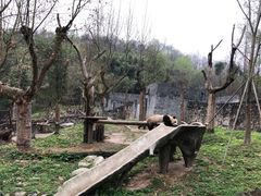 -都江堰中华大熊猫苑