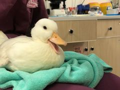 -爱诺耐芙动物医院(万博店)