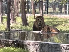 -秦皇岛野生动物园