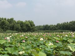 -滕州微山湖红荷湿地景区
