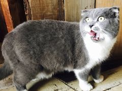 -壹六猫窝(谷德店)