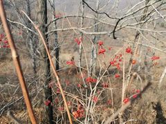 -蟠龙山长城景区